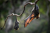 Grey-headed flying-fox (Pteropus poliocephalus) stretching wing to warm it in sunlight as another sleeps beside it, Yarra Bend Park, Victoria, Australia.