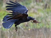 Carrion crow (Corvus corone) flying with a pair of spawning European toads (Bufo bufo) in beak, Forest of Dean, Gloucestershire, UK, March.