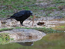 Carrion crow (Corvus corone) holding male European toad (Bufo bufo) after pulling it away from a female that it and another male were spawning with, Forest of Dean, Gloucestershire, UK, March.