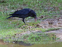 Carrion crow (Corvus corone) swallowing skinned back leg of European toad (Bufo bufo) after pulling it out from sleeve of poisonous skin, woodland pond, Forest of Dean, Gloucestershire, UK, March.