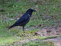 Carrion crow (Corvus corone) with skinned back leg of European toad (Bufo bufo) after pulling it from sleeve of poisonous skin, beside a woodland pond, Forest of Dean, Gloucestershire, UK, March.