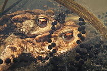 Common European toad (Bufo bufo) spawning pair in amplexus surrounded by strings of toad spawn, woodland pond, Forest of Dean, Gloucestershire, UK, March.
