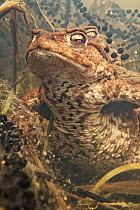 Common European toad (Bufo bufo) spawning pair surrounded by strings of toad spawn, woodland pond, Forest of Dean, Gloucestershire, UK, March.