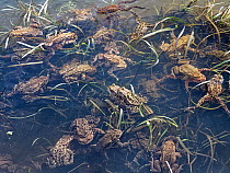 Common European toad (Bufo bufo) spawning adults in a pond, mostly pairs in amplexus with some single males, Forest of Dean, Gloucestershire, UK, March.