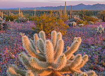 Teddy bear cholla cacti (Opuntia bigelovii) and large stand of Saguaro cacti (Carnegiea gigantea) surrounded by flowering Scorpoinweed (Phacelia crenulata) in morning light, Sonoran Desert National Mo...