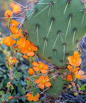 Prickly pear cactus (Opuntia engelmannii) with flowering Globemallow (Sphaeralcea ambigua.) close up, Ironwood Forest National Monument, Sonoran Desert, Arizona, USA. March, 2023.