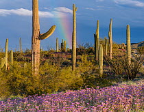 Saguaro cacti (Carnegiea gigantea), flowering Scorpionweeds (Phacelia crenulata) and Teddy bear cholla cacti (Opuntia bigelovii) in afternoon sunlight under rainbow and stormy skies, Sonoran Desert Na...