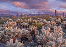 Teddy bear cholla cacti (Opuntia bigelovii) surrounded by flowering Scorpionweeds (Phacelia crenulata) and Saguaro cacti (Carnegiea gigantea) under gathering clouds in afternoon light, Sonoran Desert...