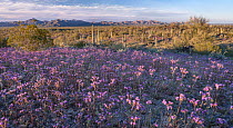 Carpet of flowering Scorpionweeds (Phacelia crenulata) covering desert flower with stand of Saguaro cacti (Carnegiea gigantea) in background, Sonoran Desert National Monument, Arizona, USA. March, 202...