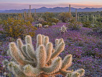 Teddy bear cholla cacti (Opuntia bigelovii) and Saguaro cacti (Carnegiea gigantea) surrounded by flowering Scorpoinweed (Phacelia crenulata) at dawn, Sonoran Desert National Monument, Arizona, USA. Ma...