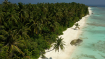 Aerial tracking shot of coastline of island in South Ari Atoll showing palm trees growing close to sandy beach, Maldives.