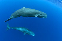 Two female Sperm whales (Physeter macrocephalus) swimming in open ocean, with Canopener in front and Digit in back. Dominica. Caribbean Sea, Atlantic Ocean.  Photo taken under permit.