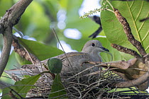Eurasian collared dove (Streptopelia decaocto) sitting on nest.  Dominica.