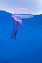 Man-of-war fish (Nomeus gronovi) living within deadly tentacles of Portuguese man o' war (Physalia physalis), to whose toxin it is ten times more resistant than other fish, at sea surface.  Domi...