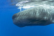 Close up of male Sperm whale, (Physeter macrocephalus) recognizable by scratches on large head, swimming back into depths.  Dominica. Caribbean Sea, Atlantic Ocean.  Photo taken under permit.