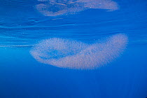 Pelagic egg mass of Diamondback squid (Thysanoteuthis rhombus) floating in open ocean.  Dominica. Caribbean Sea, Atlantic Ocean.
