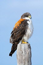 Variable hawk (Geranoaetus polyosoma) female, perched on wooden post, Rio Negro Province, Patagonia, Argentina.