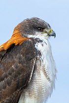 Variable hawk (Geranoaetus polyosoma) female, portrait, Rio Negro Province, Patagonia, Argentina.