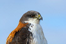 Variable hawk (Geranoaetus polyosoma) female, head portrait, Rio Negro Province, Patagonia, Argentina.