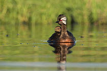 White-tufted grebe (Rollandia rolland) female on water, carrying chick on its back, La Pampa, Patagonia, Argentina.