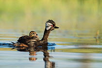 White-tufted grebe (Rollandia rolland) female on water, carrying chick on its back, La Pampa, Patagonia, Argentina.