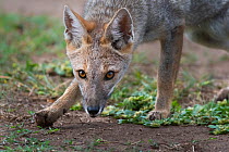 Pampas grey fox (Lycalopex gymnocercus) portrait, La Pampa province, Patagonia, Argentina.