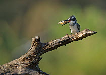 Pied kingfisher (Ceryle rudis) perched on branch with fish prey in beak, Kruger National Park, South Africa.