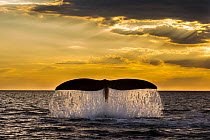 Southern right whale (Eubalaena Australis) tail fluke breaching the ocean surface against a golden sunset, Peninsula Valdes, Patagonia, Argentina, Atlantic Ocean.