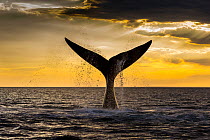 Southern right whale (Eubalaena Australis) tail fluke breaching the ocean surface against a golden sunset, Peninsula Valdes, Patagonia, Argentina, Atlantic Ocean.
