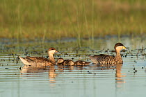 Silver teal (Spatula versicolor) pair with two chicks on lake, La Pampa Province, Patagonia, Argentina.