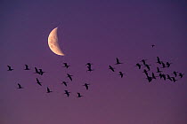 Flock of White-faced ibis (Plegadis chihi) in flight in front of the moon, silhouetted against the night sky, La Pampa Province, Patagonia, Argentina.