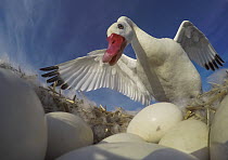Coscoroba swan (Coscoroba coscoroba) tending to eggs in nest, La Pampa, Patagonia, Argentina.