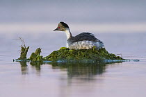 Silvery grebe (Podiceps occipitalis) sitting on nest made of green algae on water, La Pampa, Patagonia, Argentina.