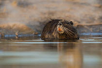 Coypu (Myocastor coypus) standing in shallow water, La Pampa Province, Patagonia, Argentina.