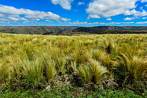 High grasslands, 2000 metres altitude, Quebrada del Condorito National Park, Cordoba province, Argentina. March, 2018.