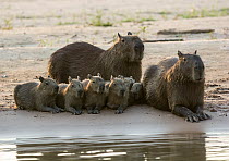 Capybaras (Hydrochoerus hydrochaeris) pair with six infants, resting on sandy beach at edge of river, Cuiaba River, Pantanal, Mato Grosso, Brazil.