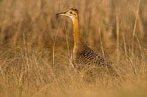 Red-winged tinamou (Rhynchotus rufescens) standing in grassland, La Pampa, Patagonia,  Argentina.