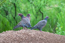 Three Picazuro pigeons (Patagioenas picazuro) perched on mound of dried mud, Calden Forest, La Pampa Province, Patagonia, Argentina.
