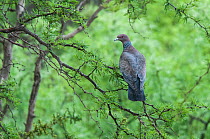 Picazuro pigeon (Patagioenas picazuro) perched in tree, Calden Forest, La Pampa Province, Patagonia, Argentina.
