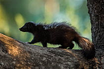 Hog nosed skunk (Conepatus chinga) juvenile, walking along tree branch, La Pampa province, Patagonia, Argentina.
