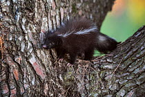 Hog nosed skunk (Conepatus chinga) juvenile in tree, La Pampa province, Patagonia, Argentina.