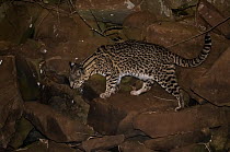 Geoffroy's cat (Leopardus geoffroyi) walking over rocks at night, Calden Forest , La Pampa, Argentina
