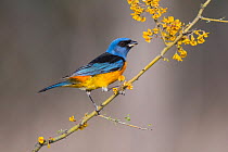 Blue and yellow tanager (Thraupis bonariensis), perched on a branch of flowering Chanar (Geoffroea decorticans), Calden Forest, La Pampa, Patagonia, Argentina.