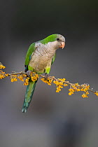 Monk parakeet (Myiopsitta monachus) perched on a branch of flowering Chanar (Geoffroea decorticans), Calden forest, La Pampa province, Patagonia, Argentina.