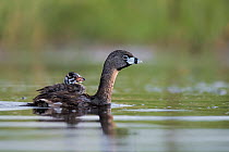 Pied billed grebe (Podilymbus podiceps) female on water carrying chick on her back, La Pampa, Patagonia, Argentina.