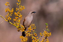 Bay-winged cowbird (Agelaioides badius) perched on branch of flowering Chanar (Geoffroea decorticans), Calden forest, La Pampa, Patagonia, Argentina.