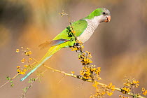 Monk parakeet (Myiopsitta monachus) perched on a branch of flowering Chanar (Geoffroea decorticans), Calden forest, La Pampa province, Patagonia, Argentina.