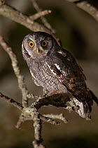 Tropical screech owl (Megascops choliba) perched on branch at night, Calden Forest, La Pampa Province, Patagonia, Argentina.