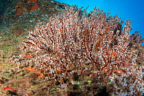 Snowflake coral (Carijoa riisei) on algae covered rock, Canary Islands, Atlantic Ocean. Invasive species.