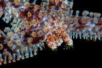 Blue starfish (Coscinasterias tenuispina) regenerating an arm, Tenerife, Canary Islands, Atlantic Ocean.